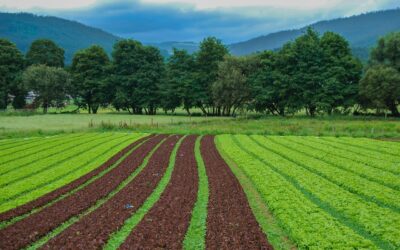 Boosting Agricultural Efficiency and Saving Water with Hidrofix